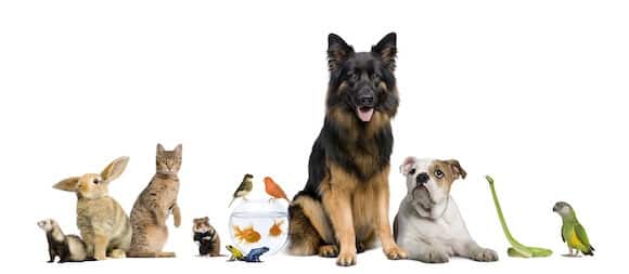 Code promo Zooplus de quoi prendre soin de vos compagnons